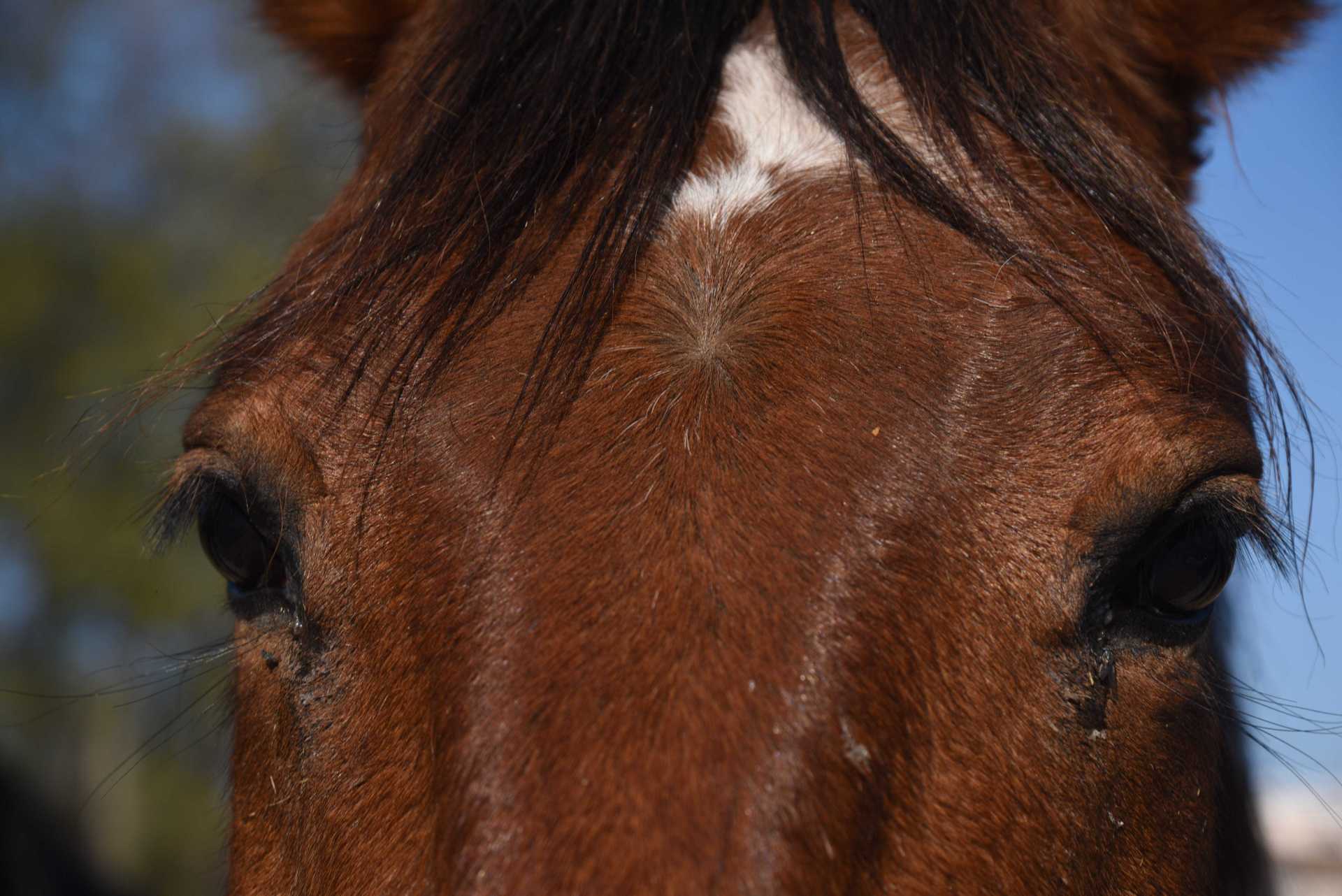 Appello della Protezione Civile a cavallo:cerchiamo una nuova sede